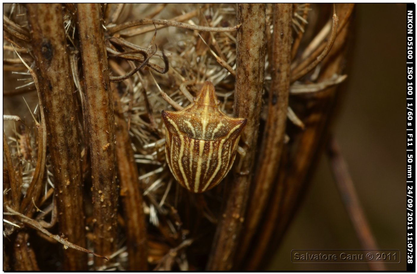 Ancyrosoma leucogrammes