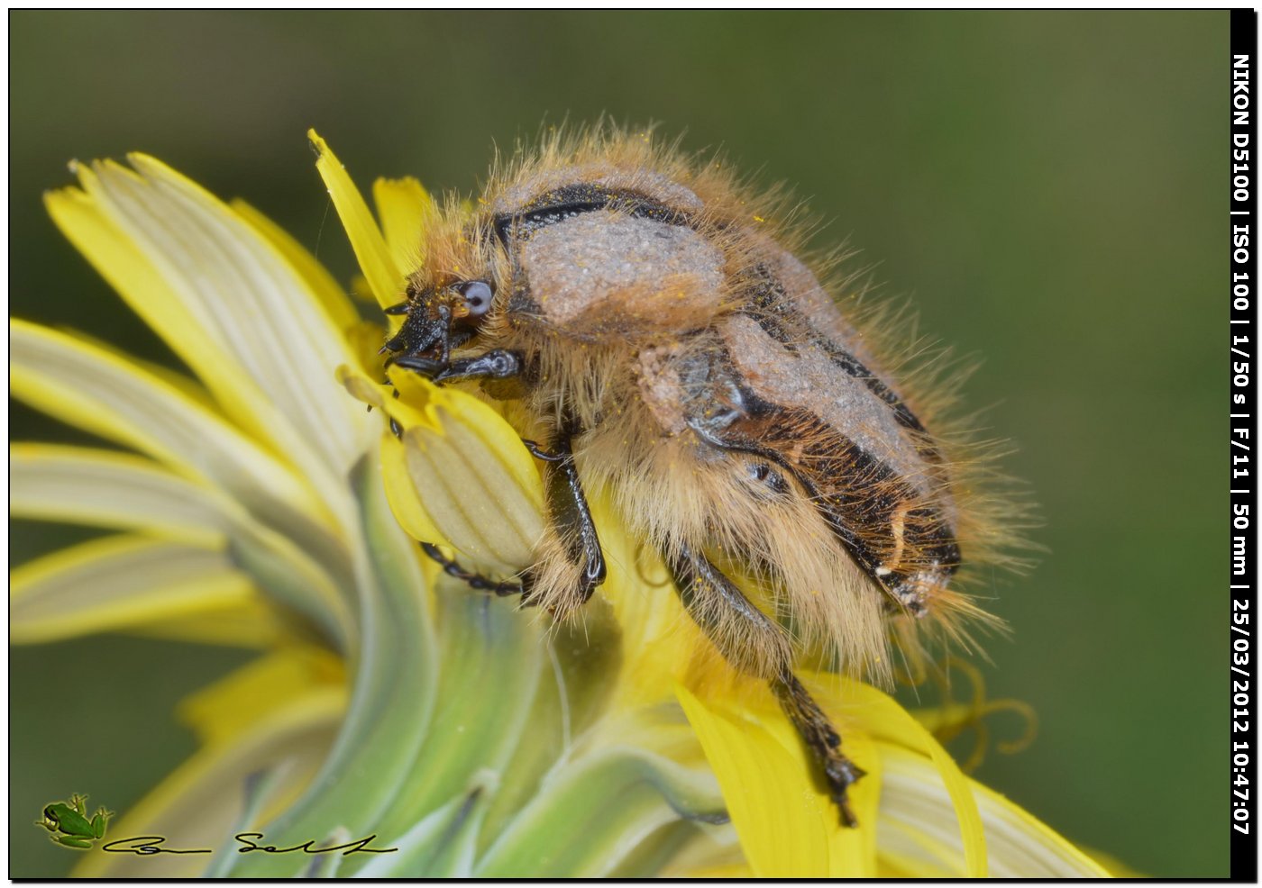 Tropinota incrostata