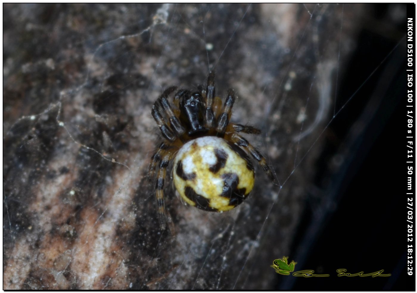 Araneidae cf. Neoscona adianta