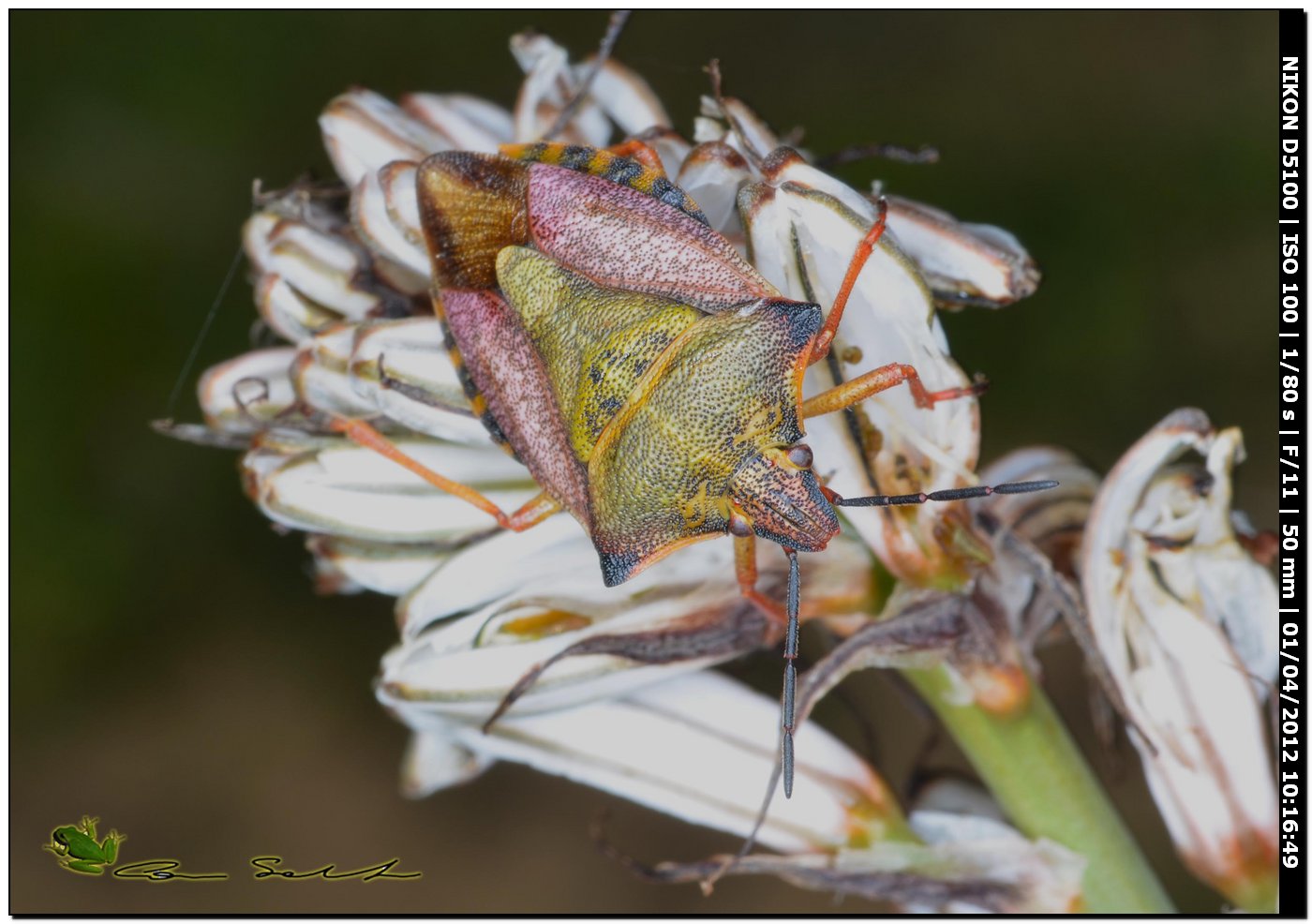 Carpocoris mediterraneus