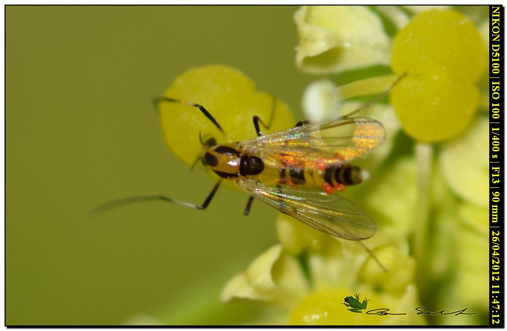 Piccolo Chiromidae? parassitato