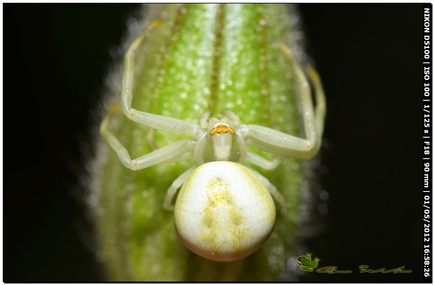 Misumena vatia