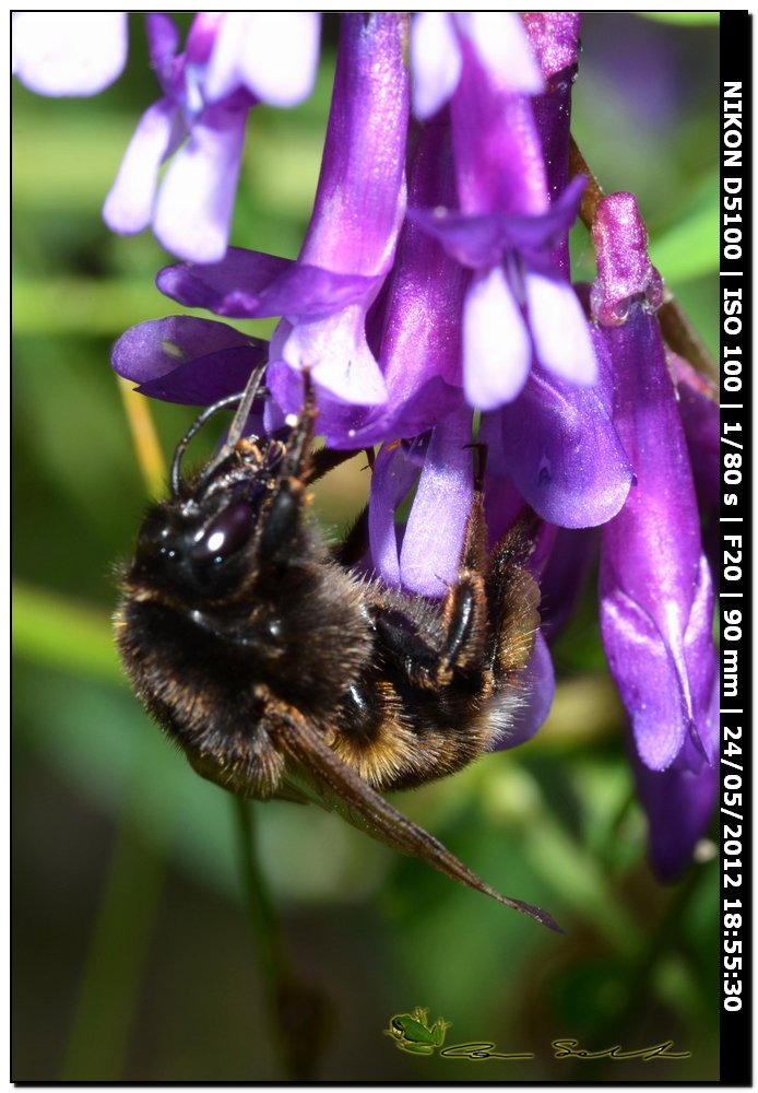 Bombus sp. da id. 2