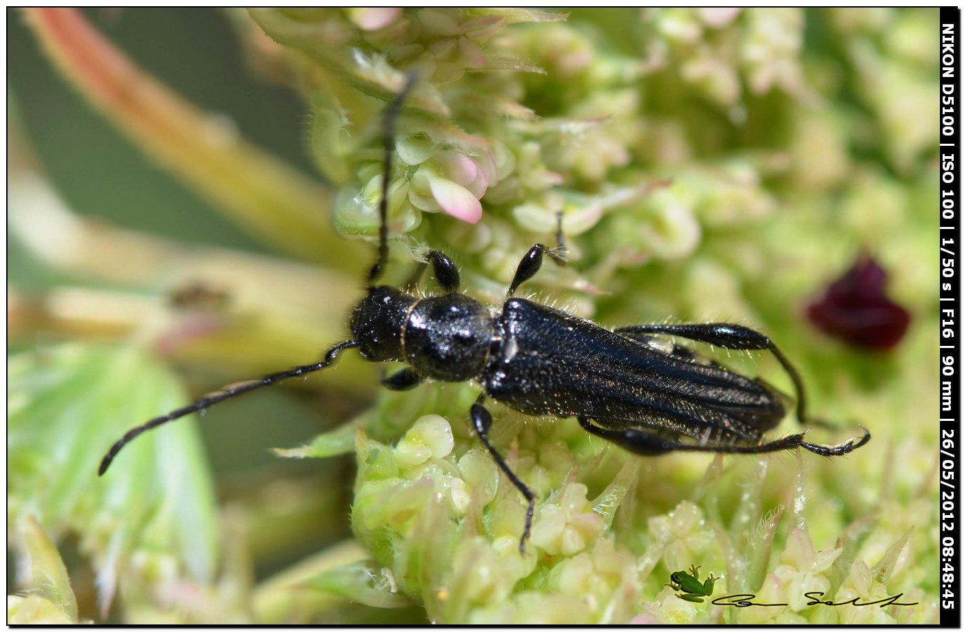 Oedemera atrata