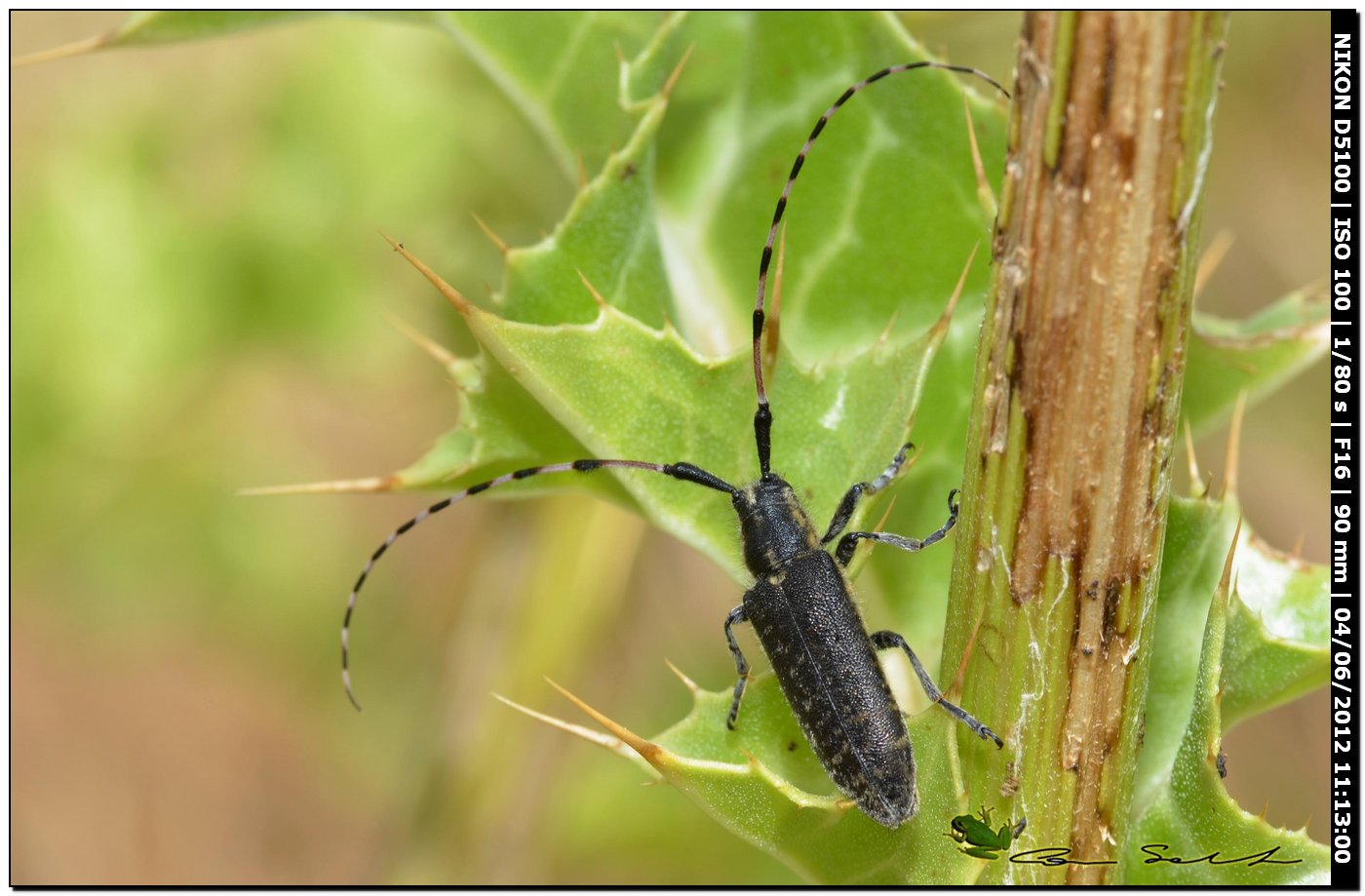 Agapanthia sicula malmerendii Sama