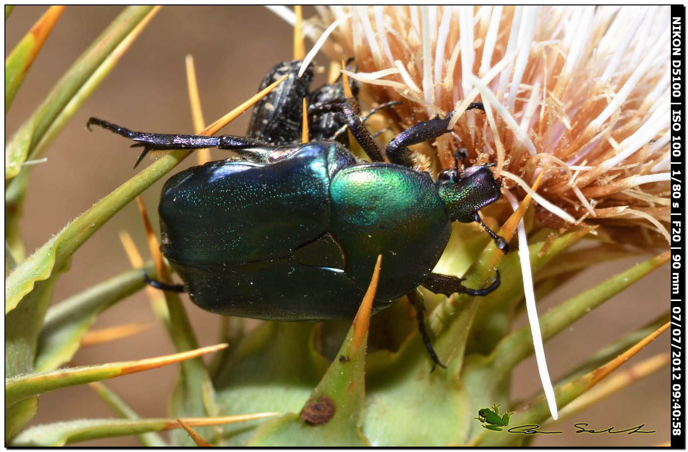 Cetoniidae: Protaetia angustata? No, Protaetia  affinis tyrrenica