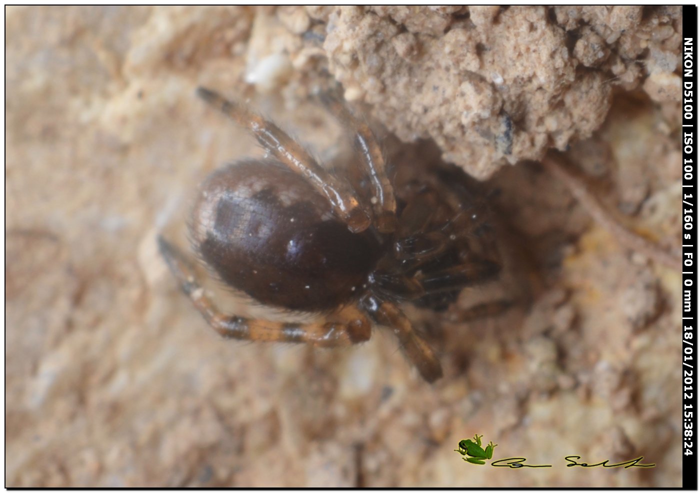 Enoplognatha sp.