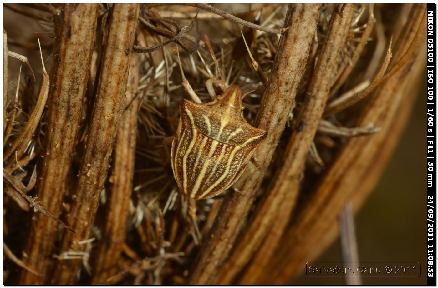 Ancyrosoma leucogrammes