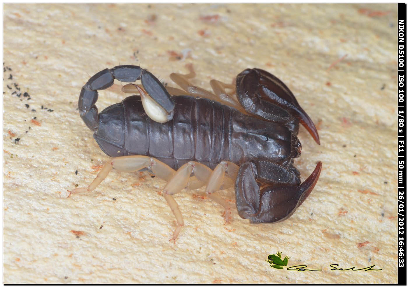 Euscorpius flavicaudis da Uri