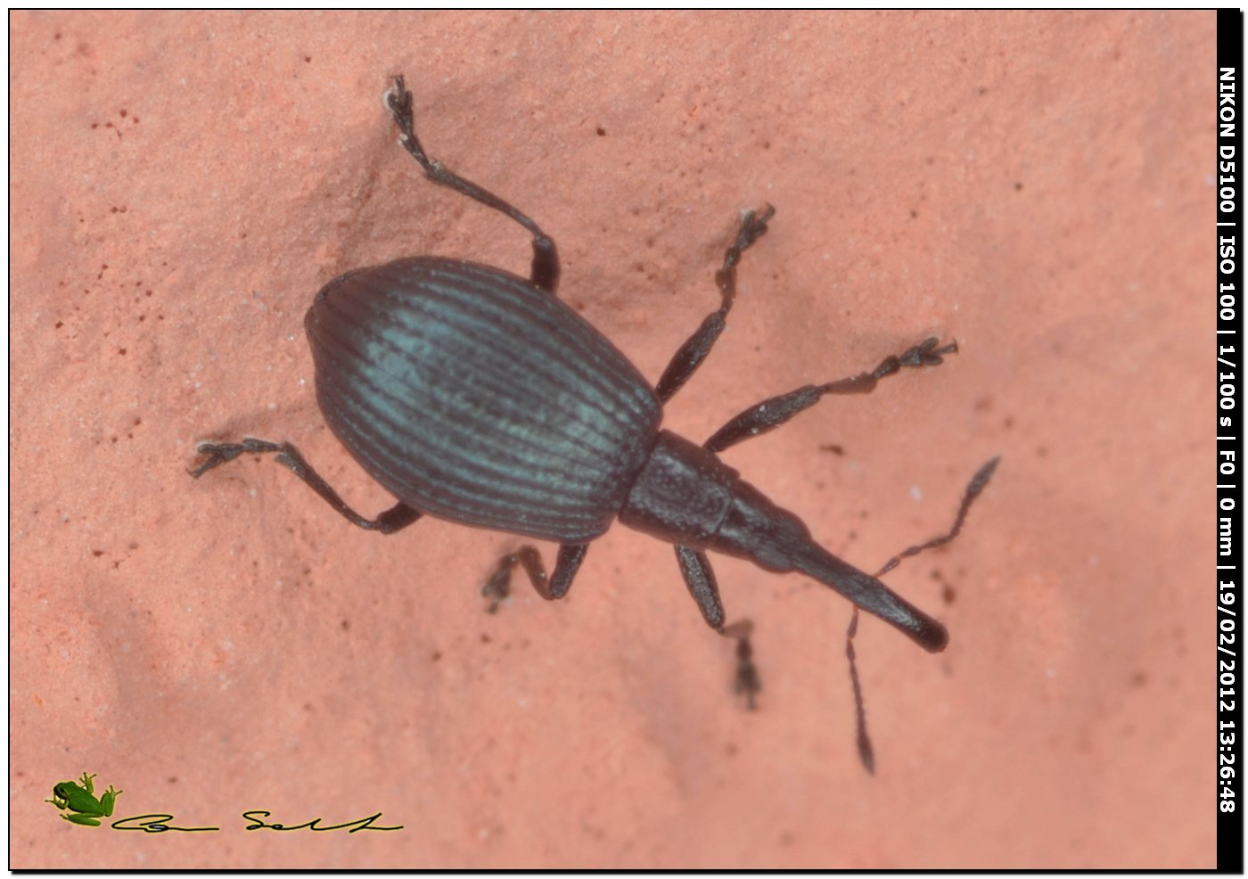 Holotrichapion aethiops? Curculionidae da Usini