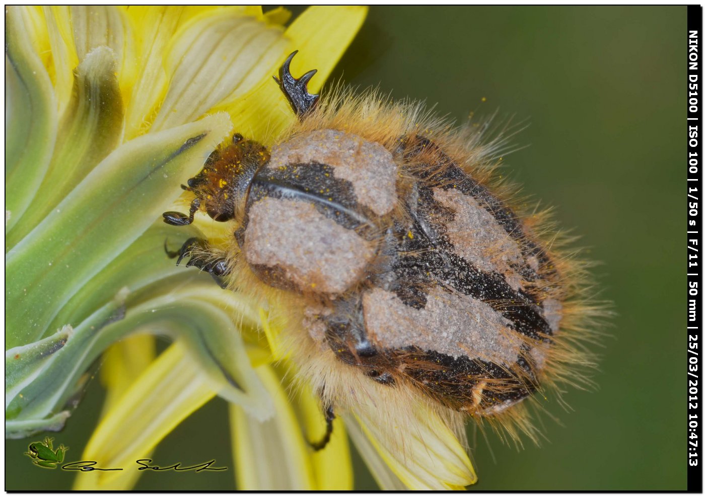 Tropinota incrostata