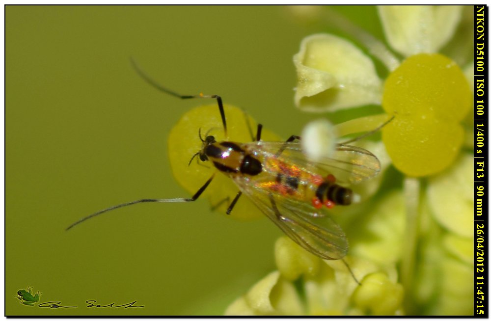 Piccolo Chiromidae? parassitato