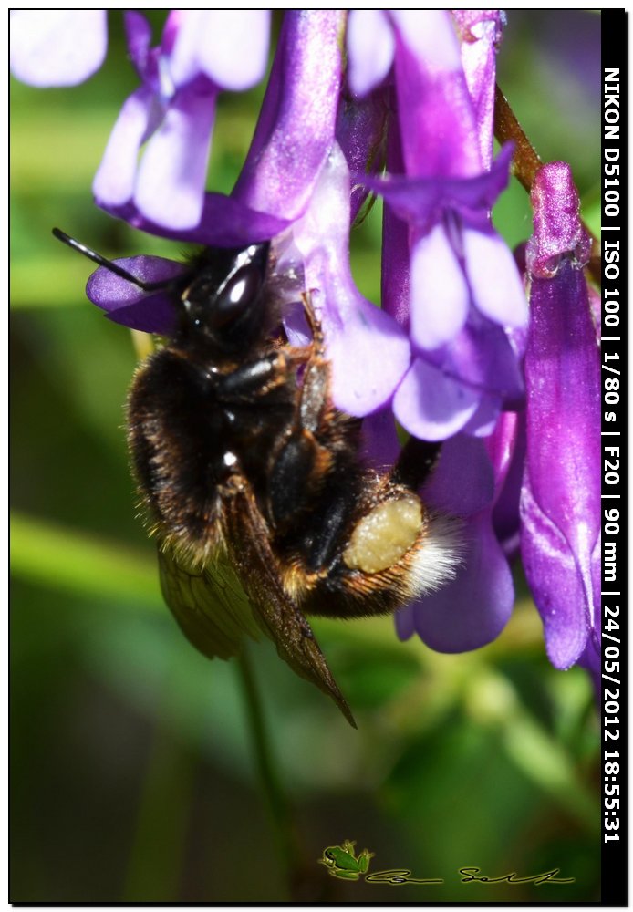 Bombus sp. da id. 2