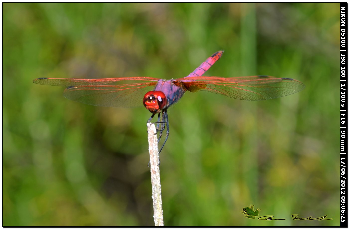 Trithemis annulata ♂