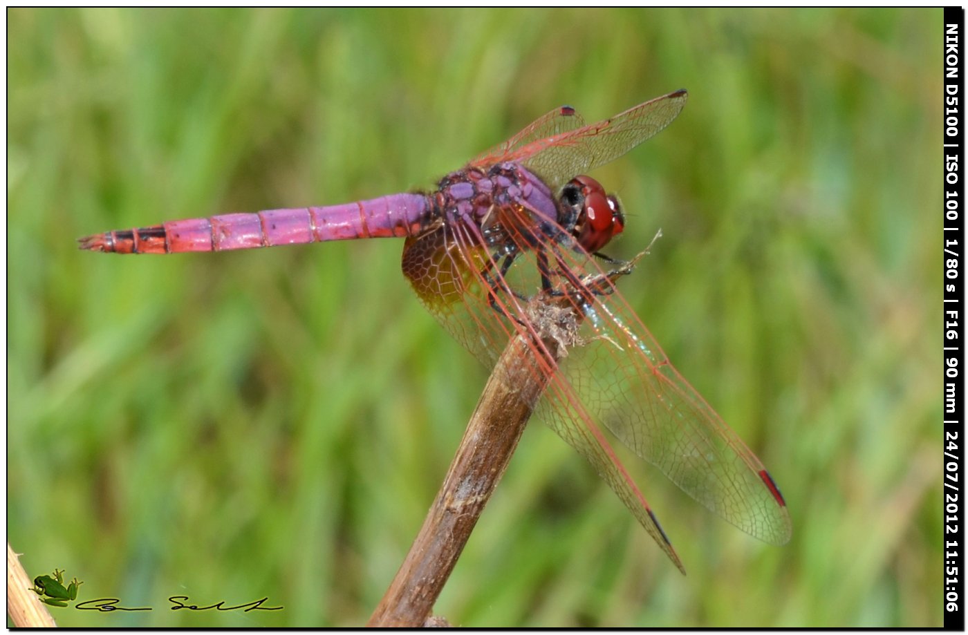 Trithemis annulata ♂