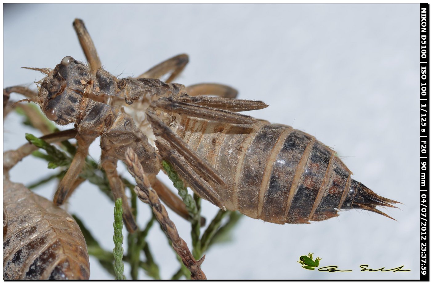 Una 100a specie di Libellula scoperta in Corsica