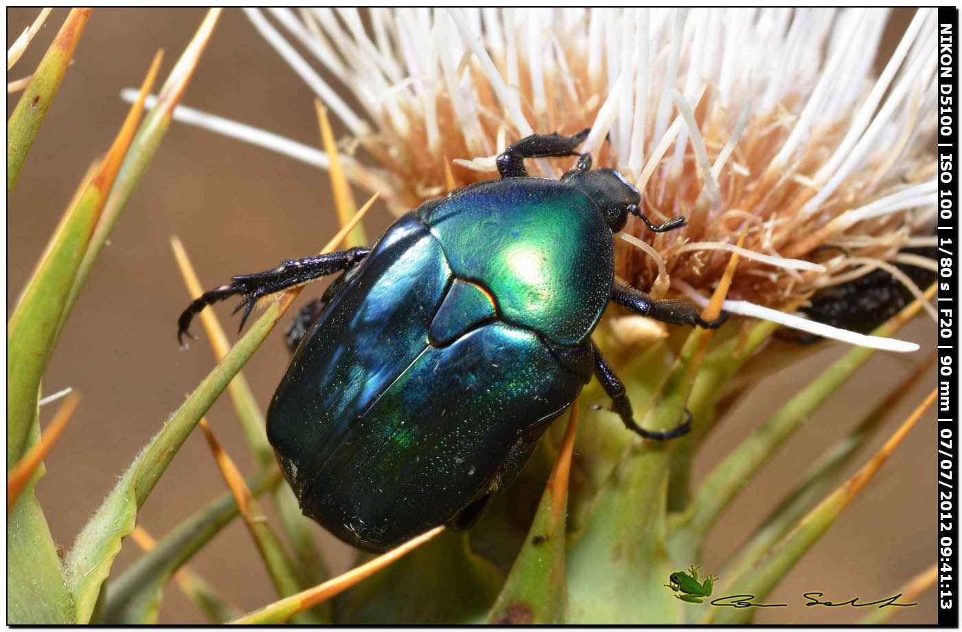 Cetoniidae: Protaetia angustata? No, Protaetia  affinis tyrrenica