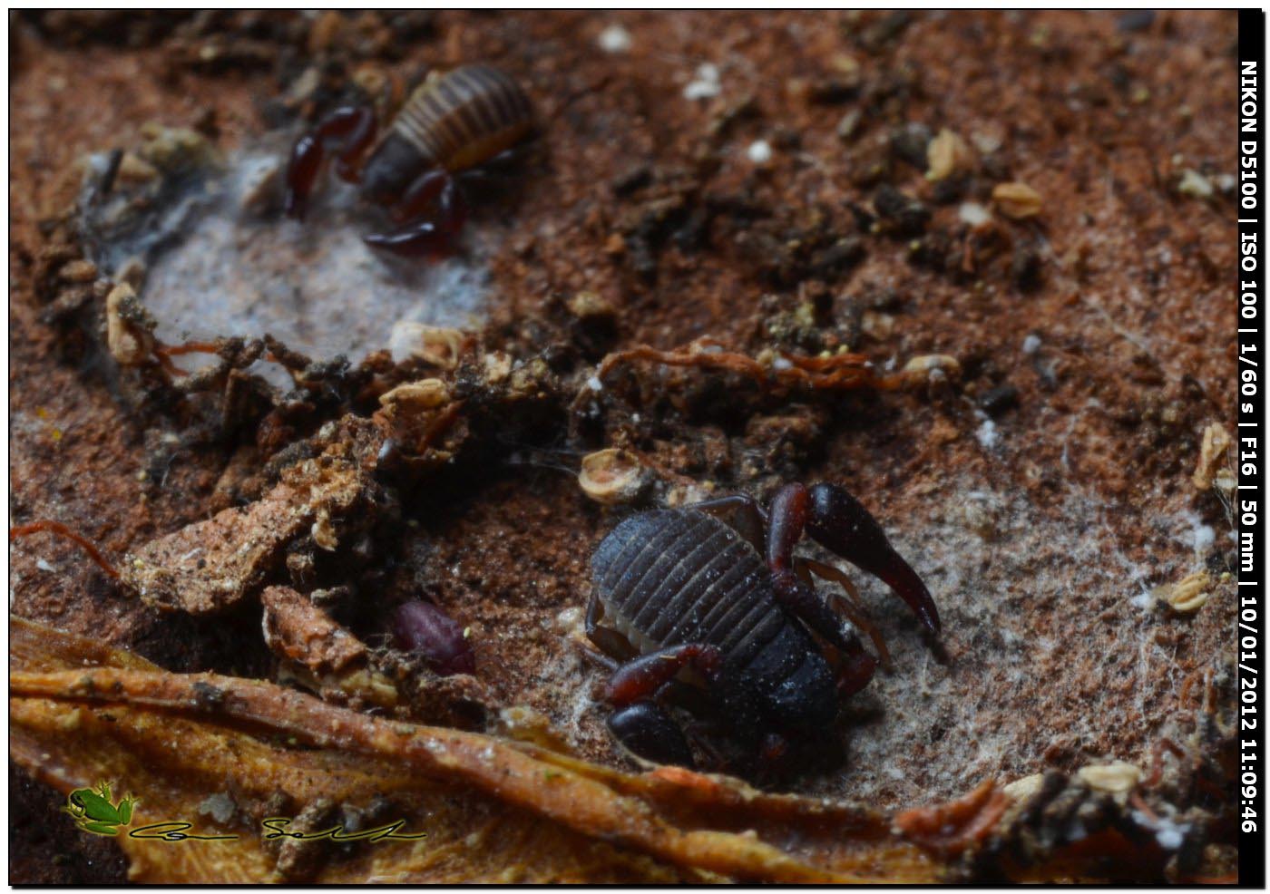 Pseudoscorpione, Cheliferidae