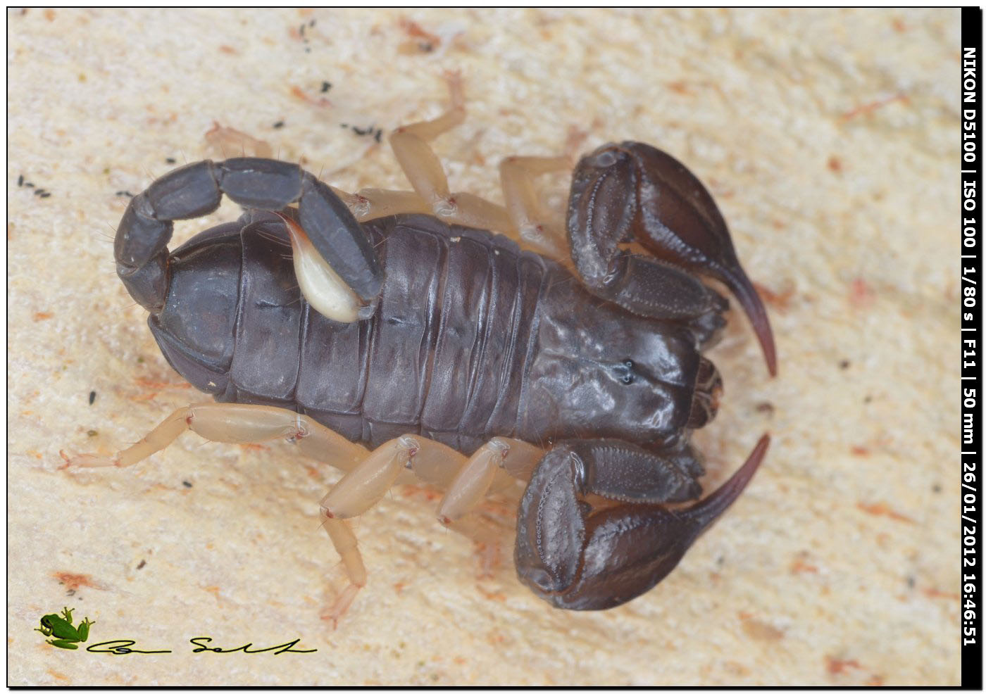 Euscorpius flavicaudis da Uri