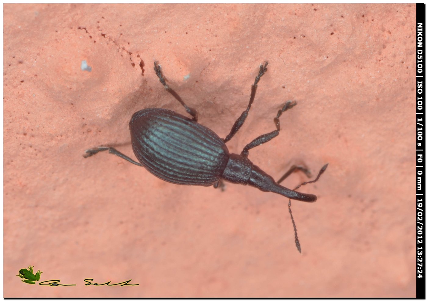 Holotrichapion aethiops? Curculionidae da Usini