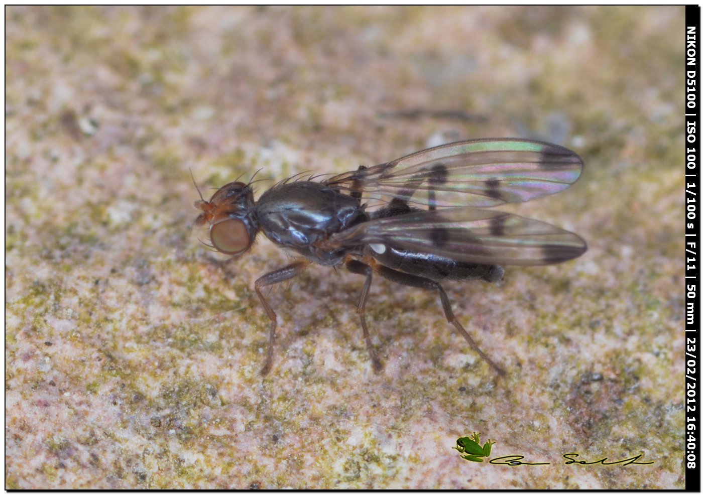 Geomyza tripunctata (Opomyzidae)?