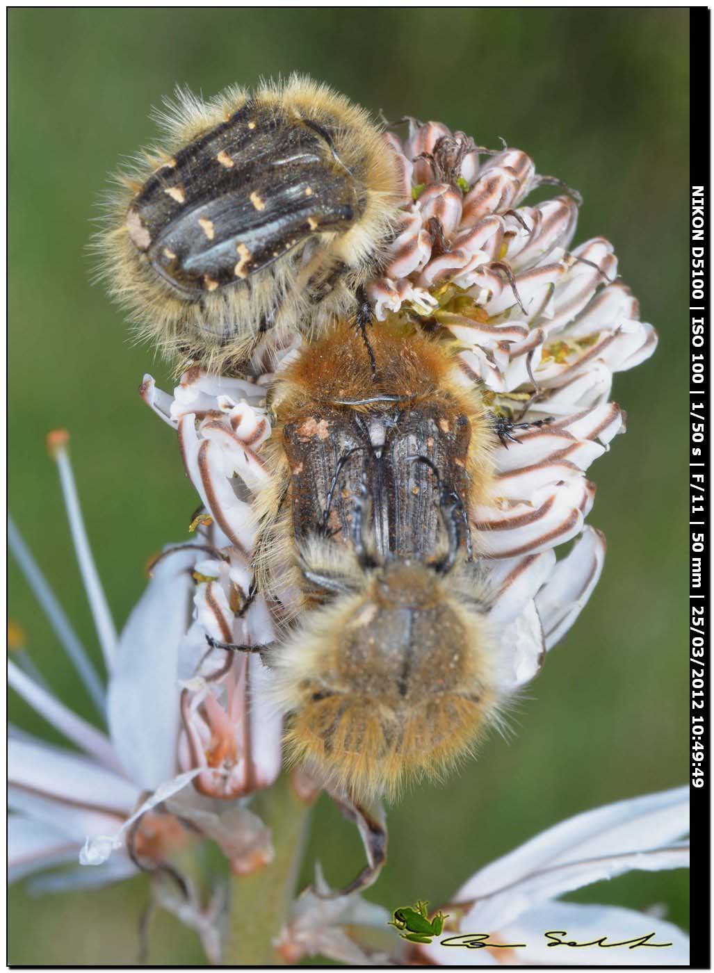 Tropinota cfr squalida