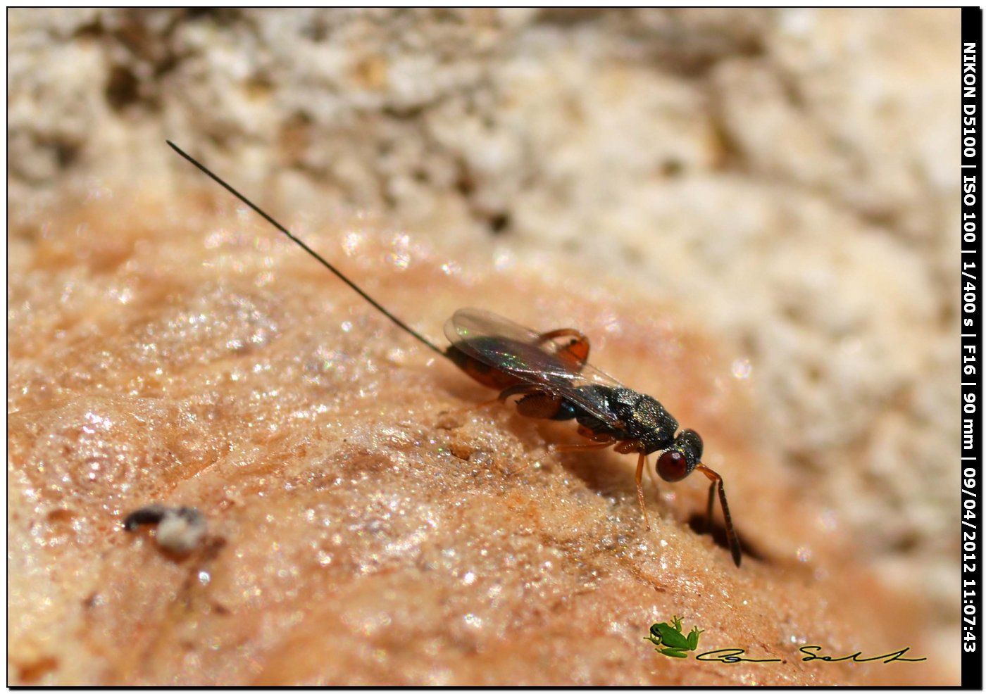 Ichneumonidae? da Usini 2