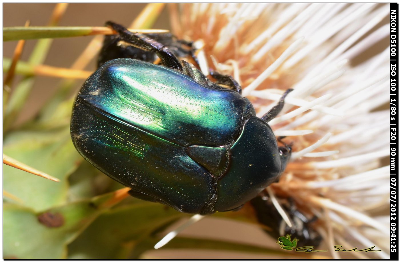 Cetoniidae: Protaetia angustata? No, Protaetia  affinis tyrrenica