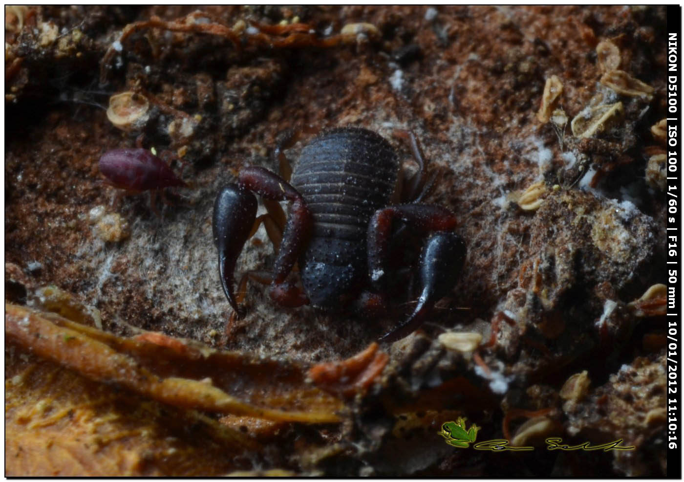 Pseudoscorpione, Cheliferidae