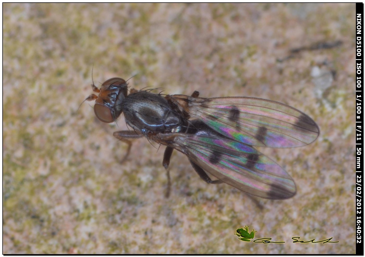 Geomyza tripunctata (Opomyzidae)?