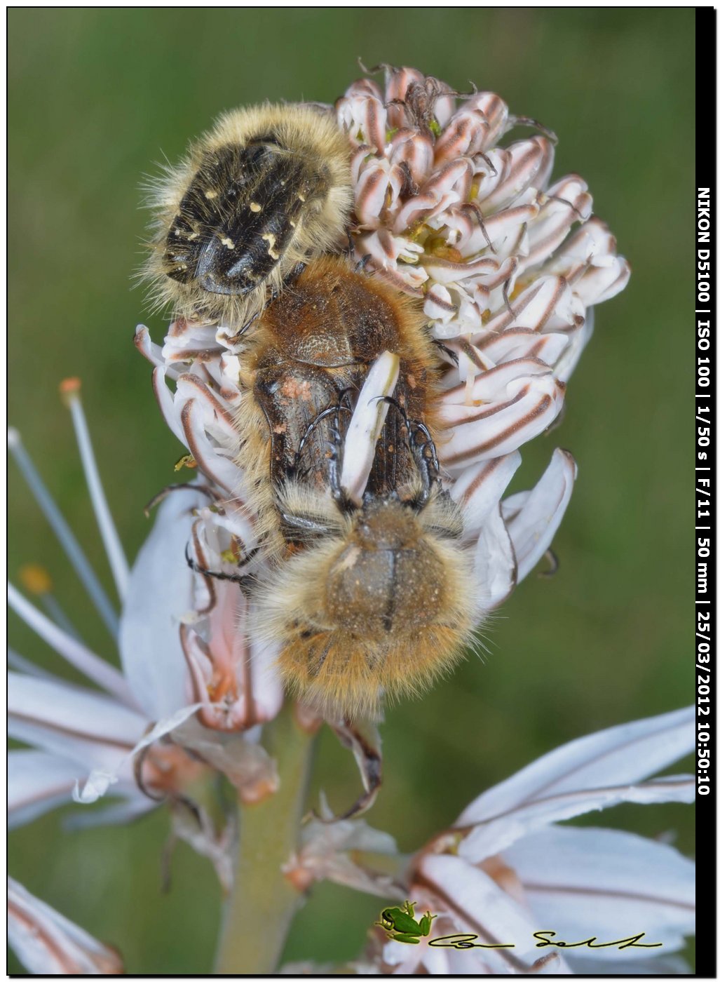 Tropinota cfr squalida