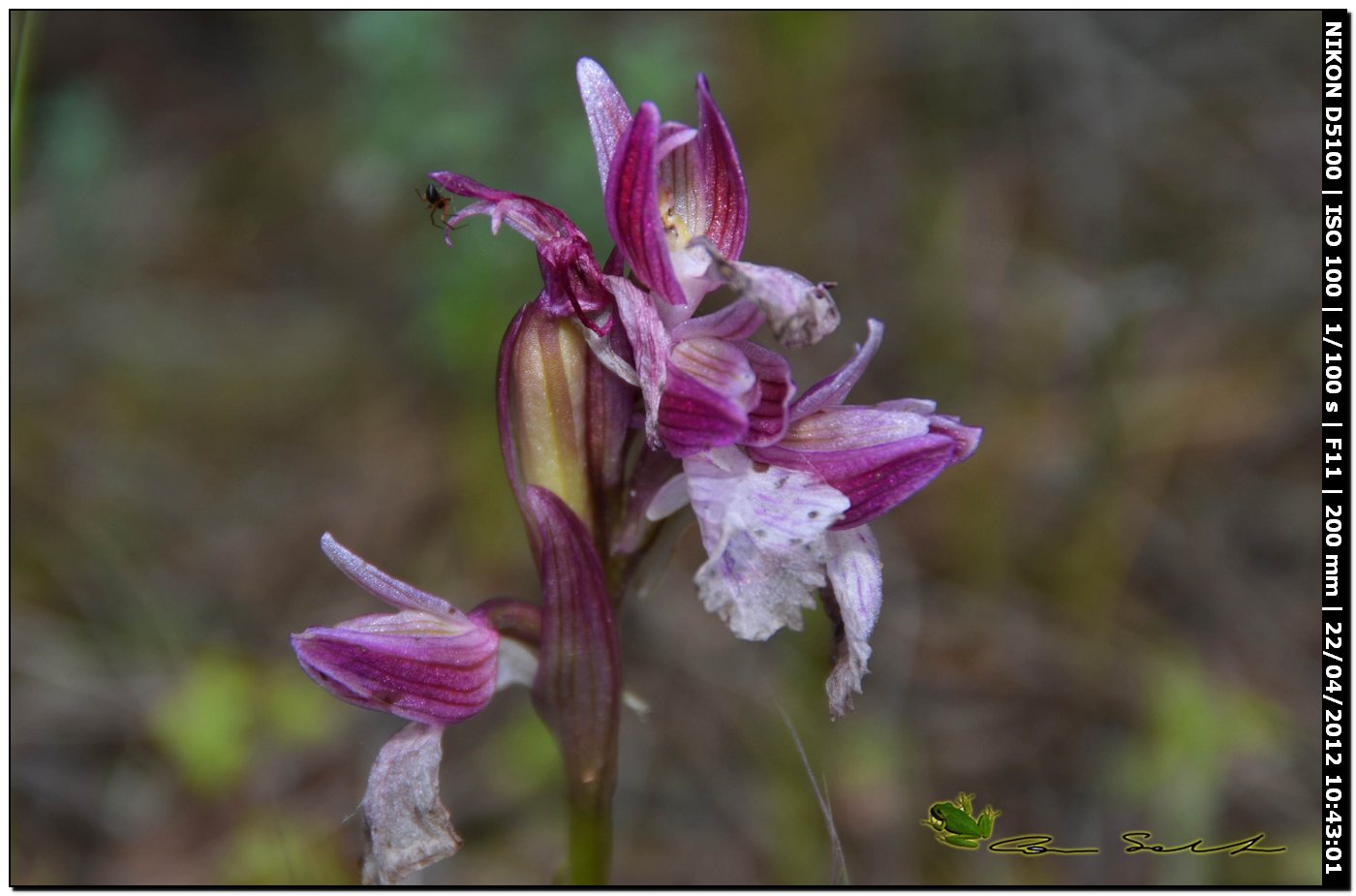 Orchidea da id.