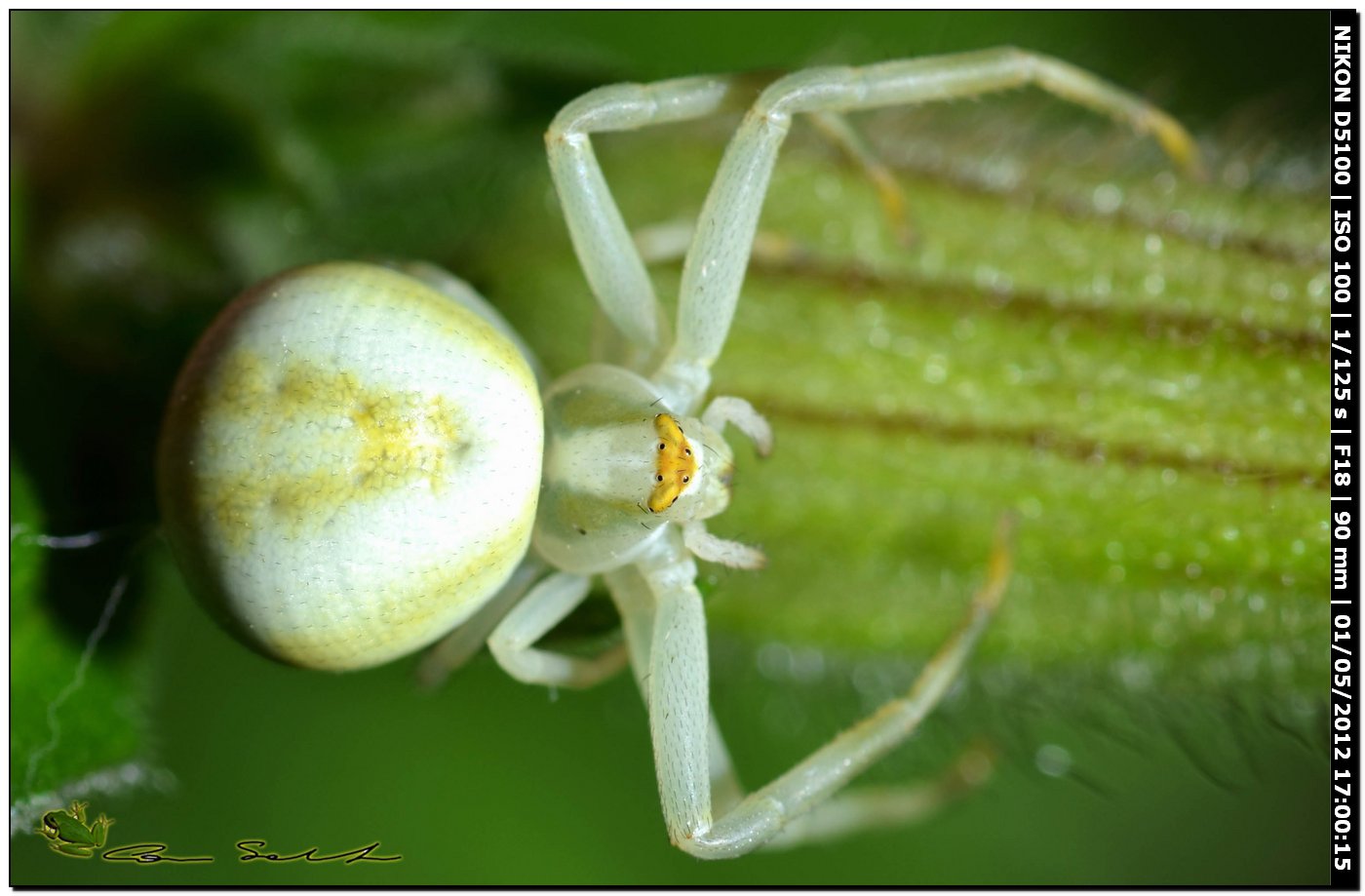 Misumena vatia