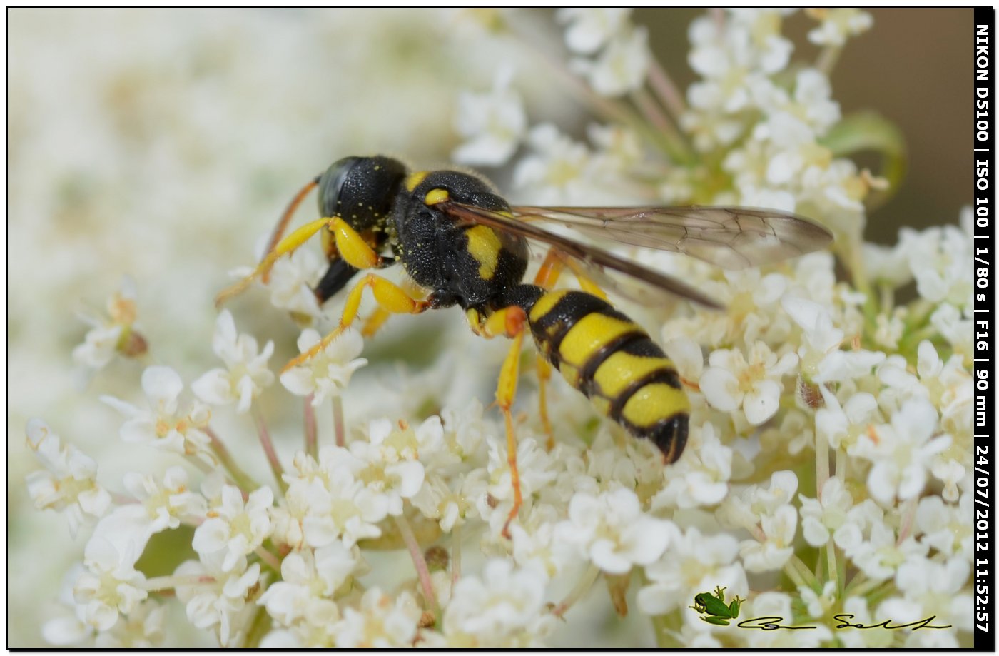 Cerceris sp. (Crabronidae)