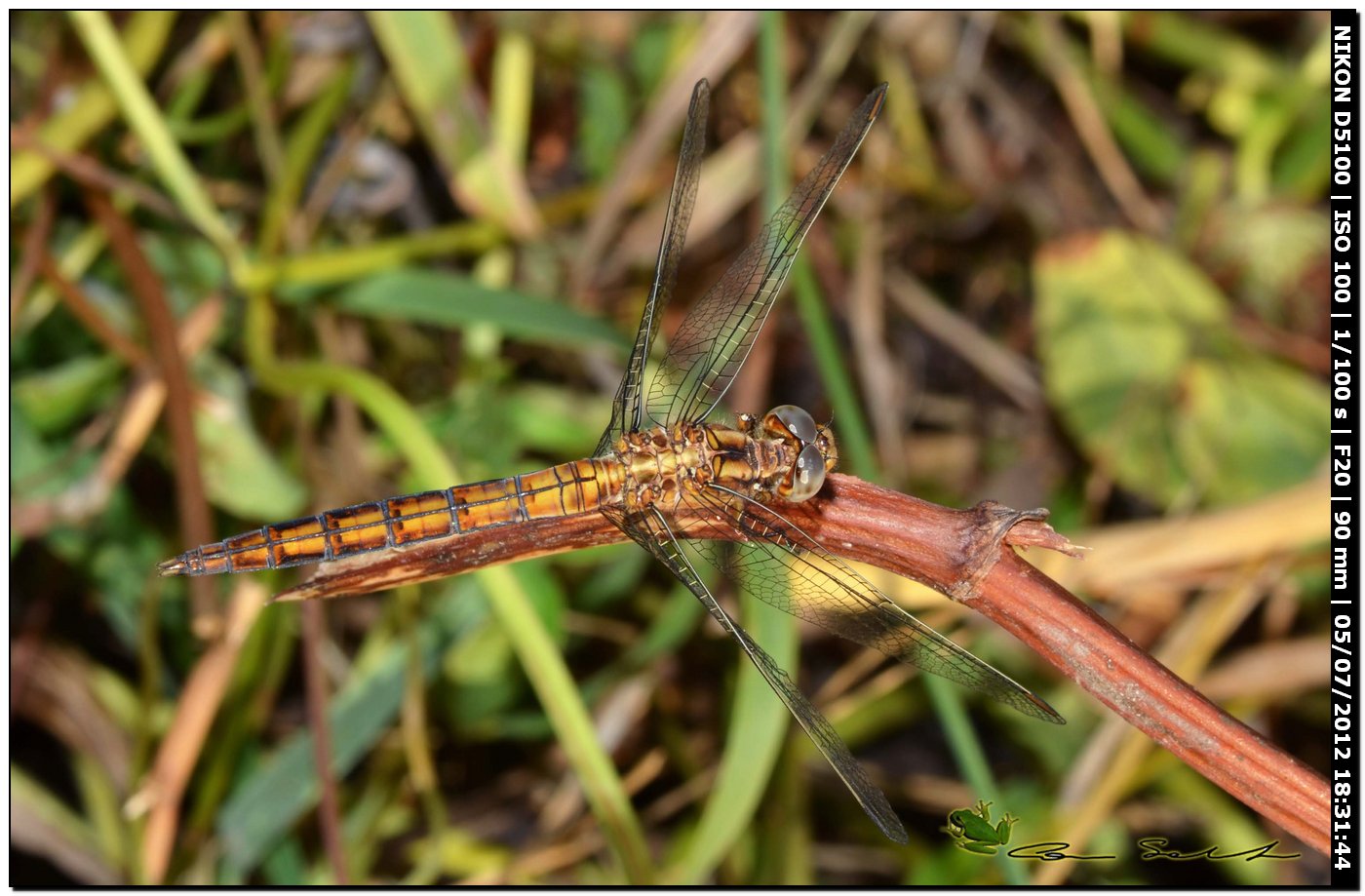 Orthetrum coerulescens anceps ♂