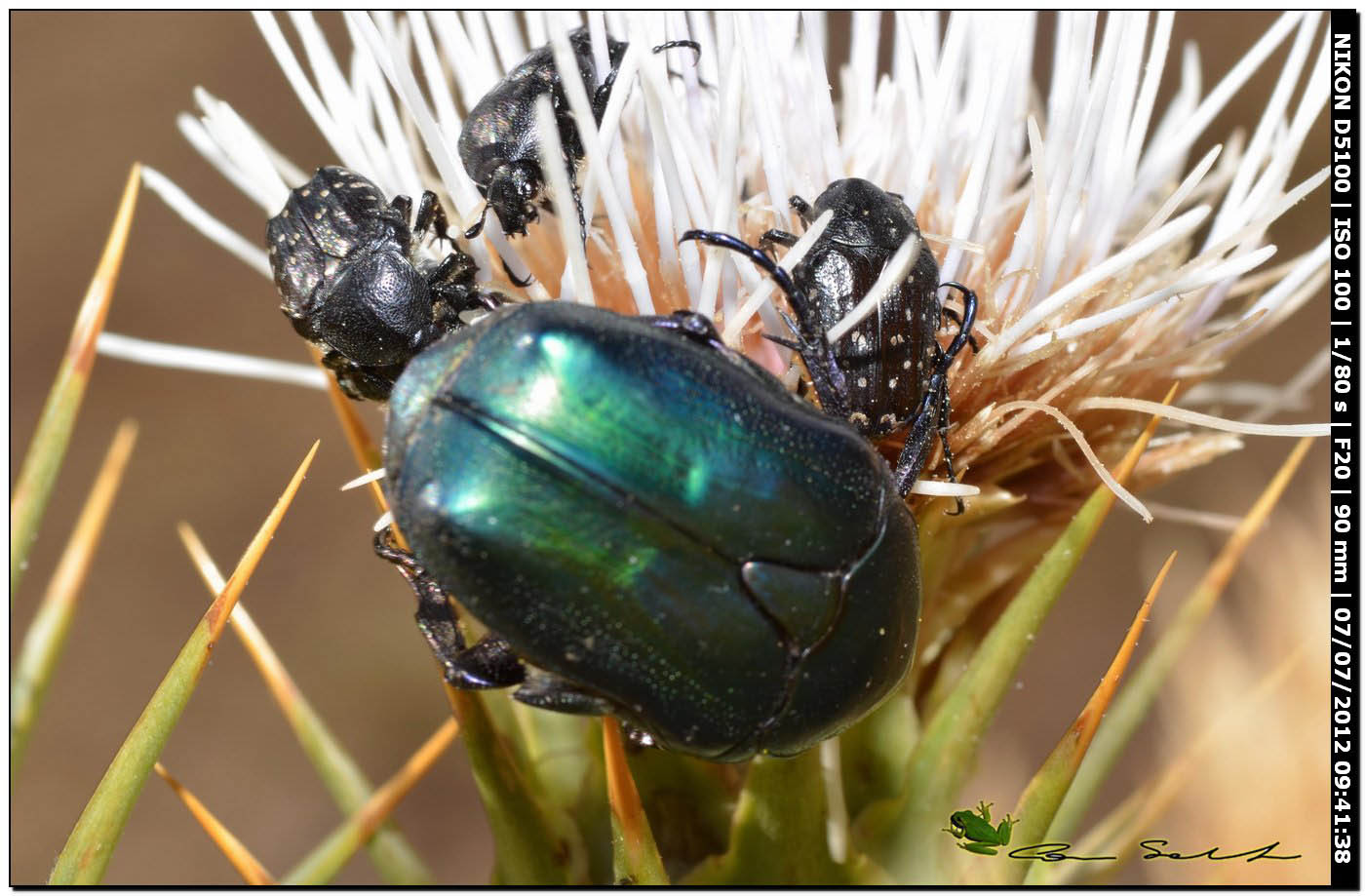 Cetoniidae: Protaetia angustata? No, Protaetia  affinis tyrrenica