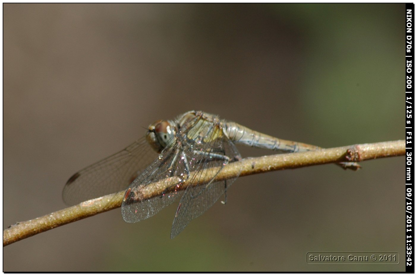 Sympetrum striolatum