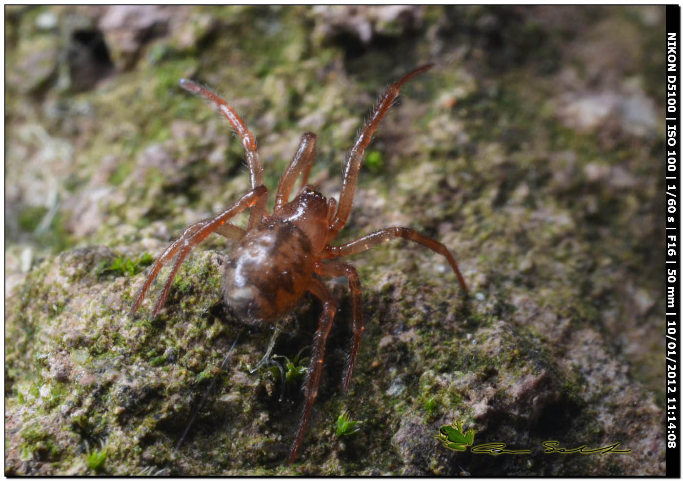 Enoplognatha sp.