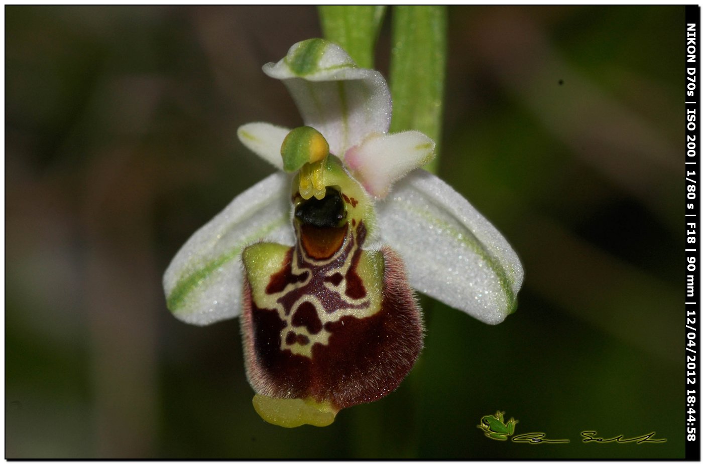 Ophrys annae