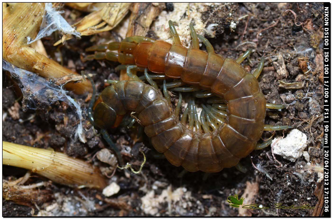 Scolopendra oraniensis