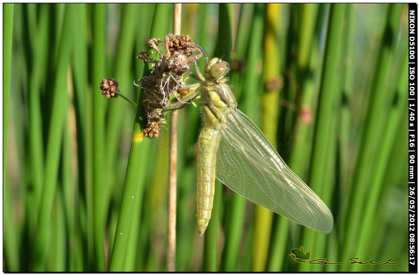 Orthetrum cancellatum