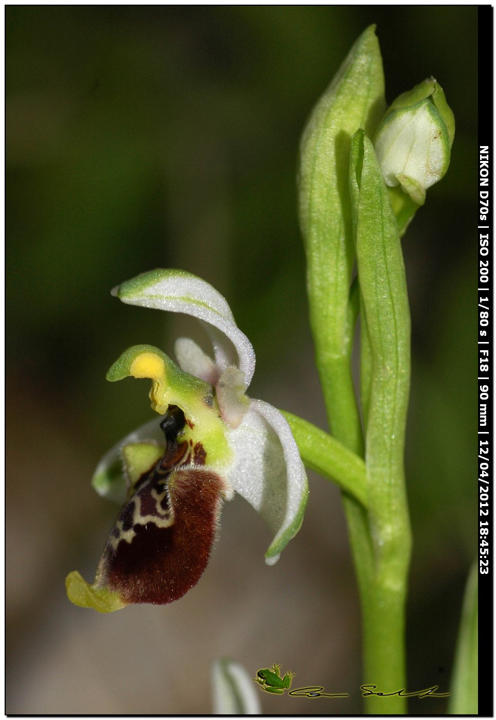 Ophrys annae