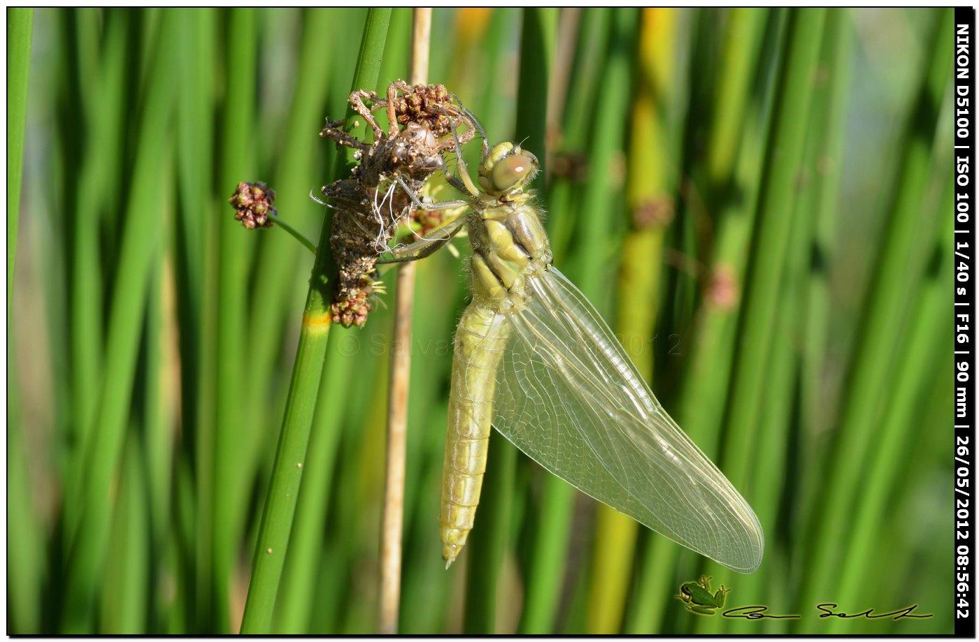 Orthetrum cancellatum