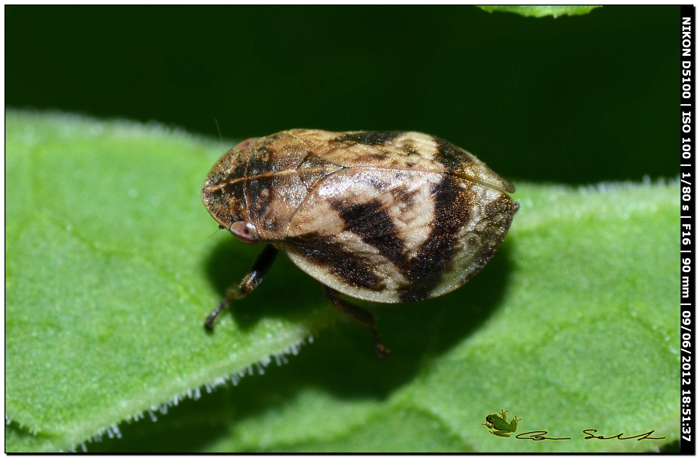 Aphrophoridae: Lepyronia coleoptrata