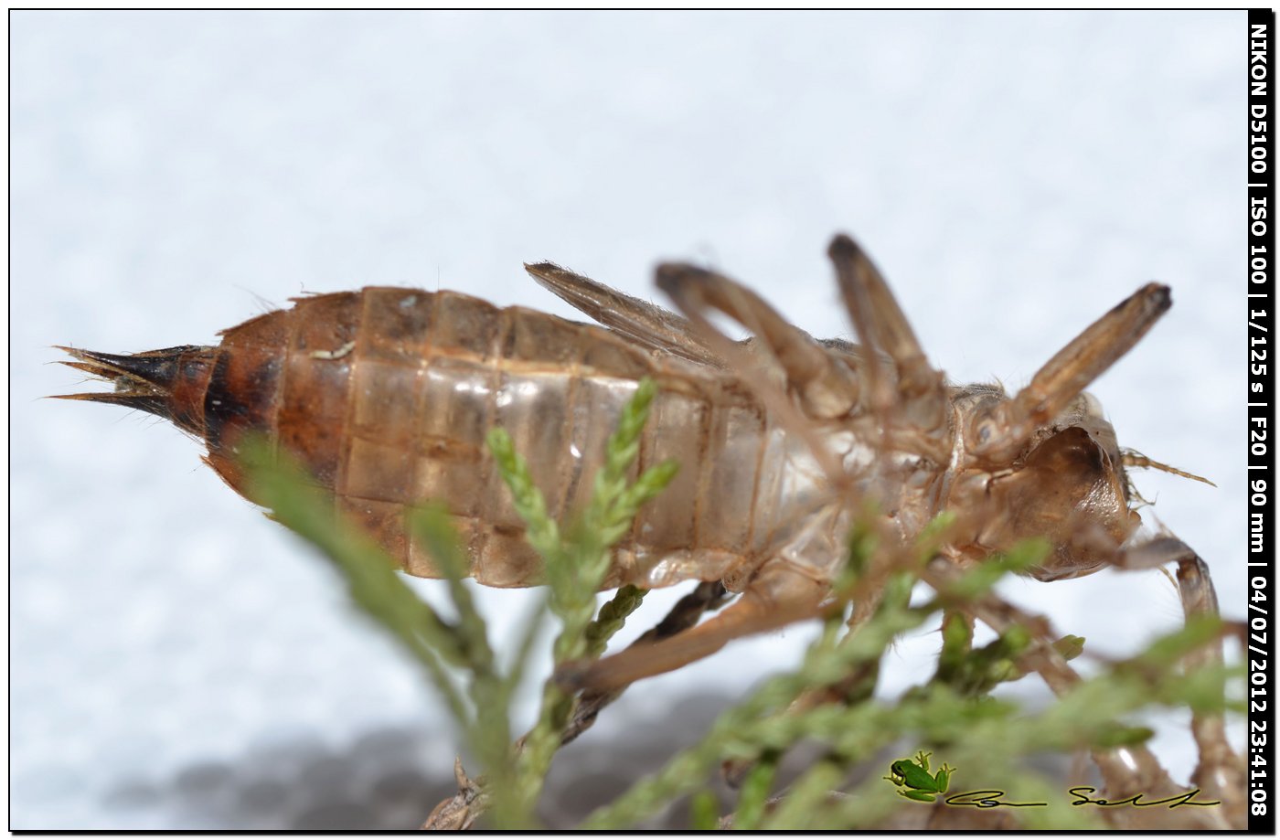 Una 100a specie di Libellula scoperta in Corsica