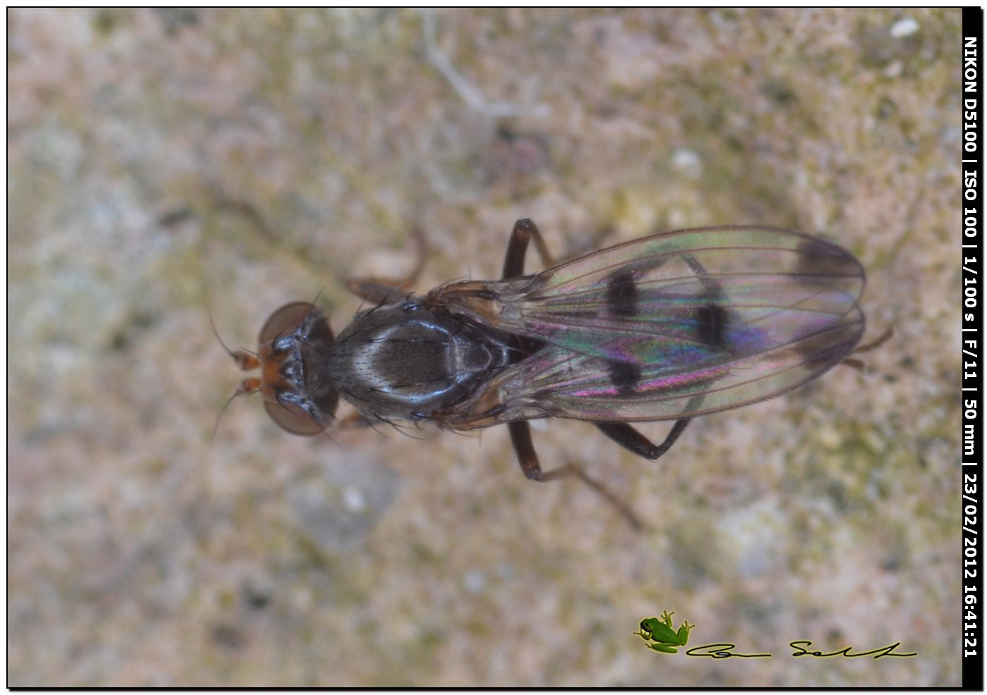 Geomyza tripunctata (Opomyzidae)?