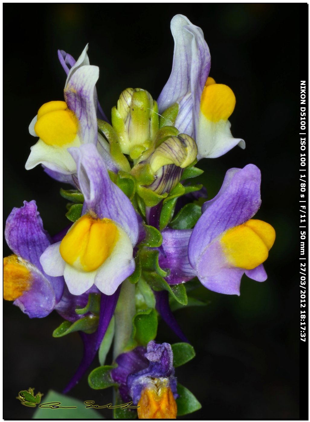 Fiori da Usini - Linaria triphylla e Fumaria cfr.officinalis