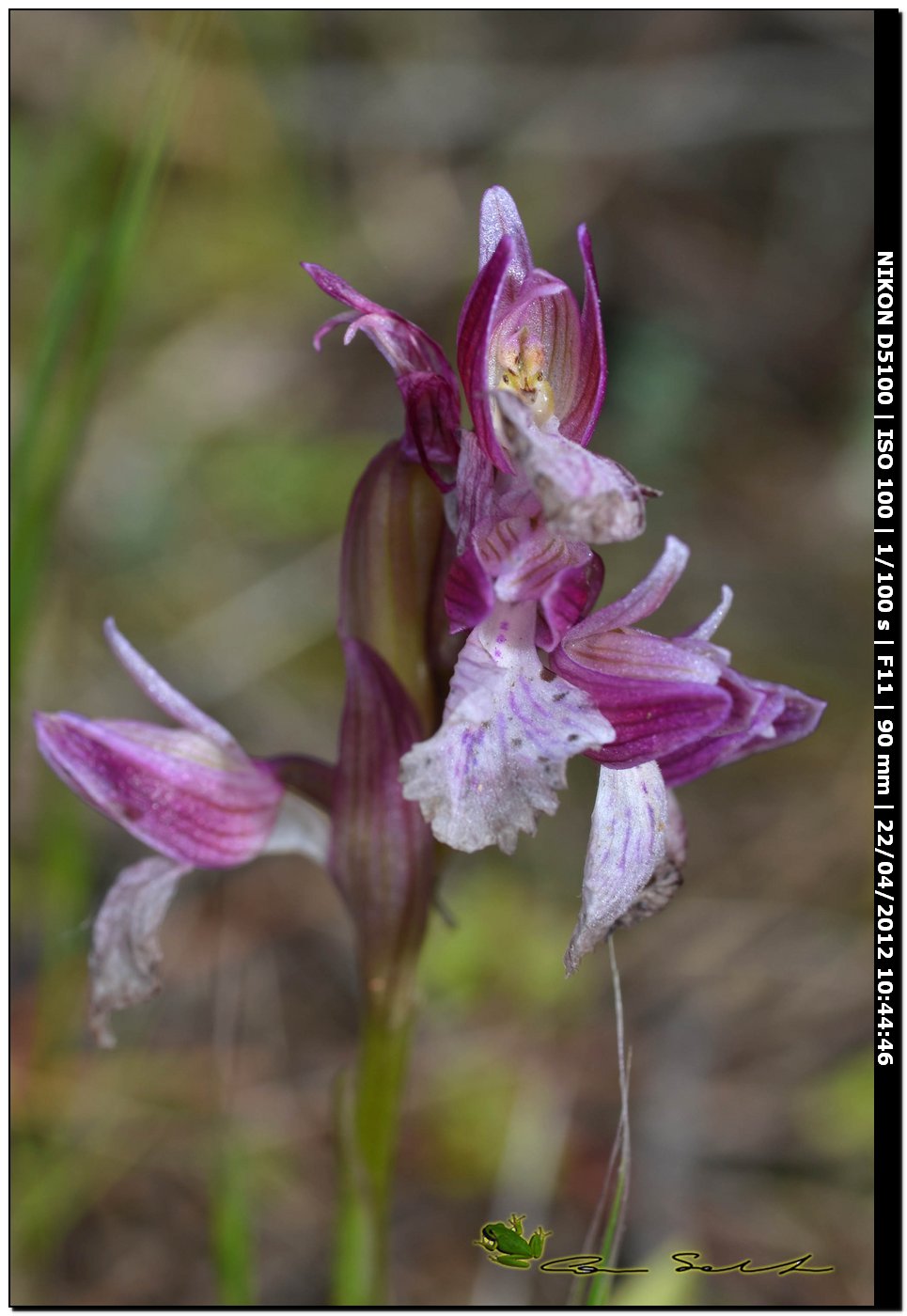 Orchidea da id.