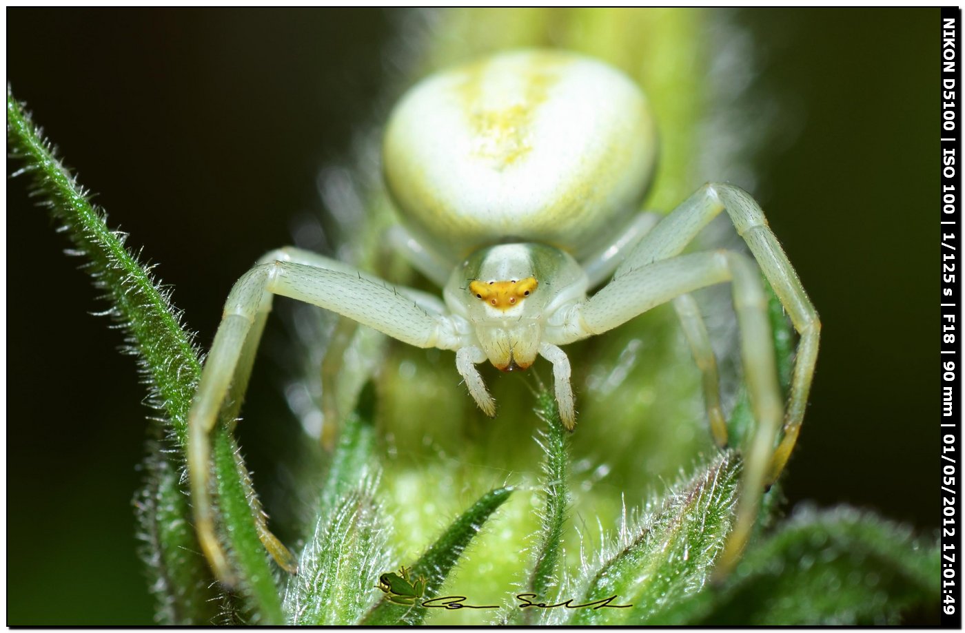 Misumena vatia