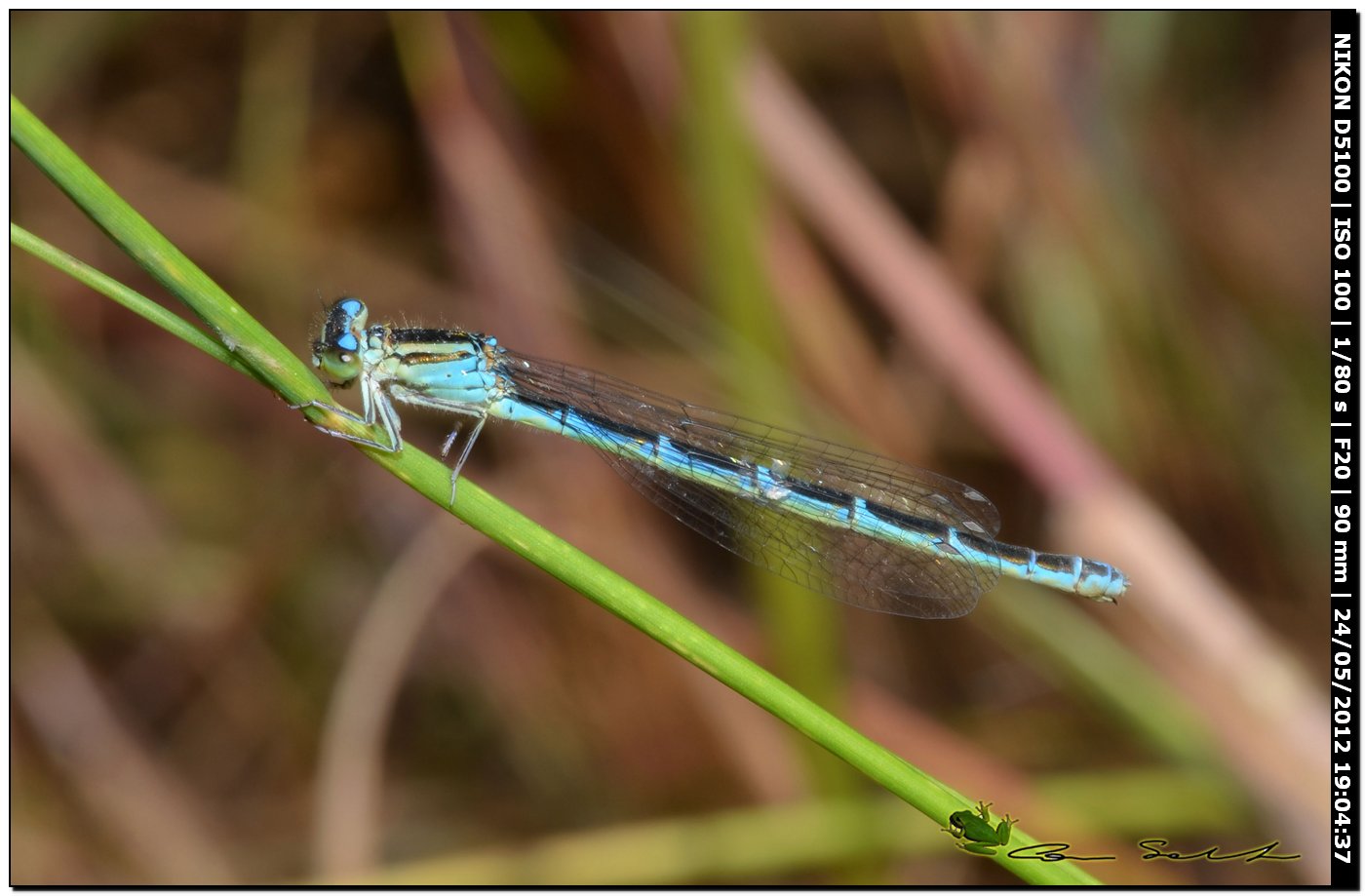 Coenagrion caerulescens